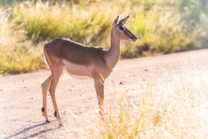 Private Ultimate Pilanesberg Safari from Johannesburg - How the cancellation terms affect your plans