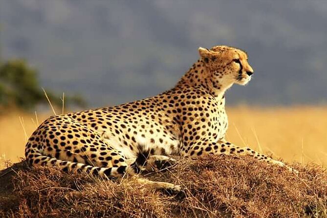 Private Ultimate Pilanesberg Safari from Johannesburg - The 7:30 a.m. pickup and ride north