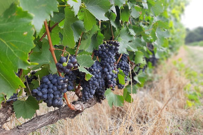 Private Wine Tour of Stellenbosch, Franschhoek and Paarl - Why a private Winelands day works so well