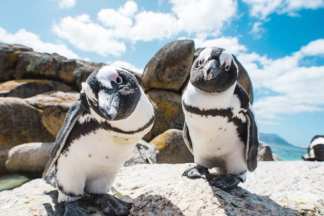 Revel in the Cape Peninsula (Penguins & Cape of Good Hope) - Why this small Cape Peninsula tour works well