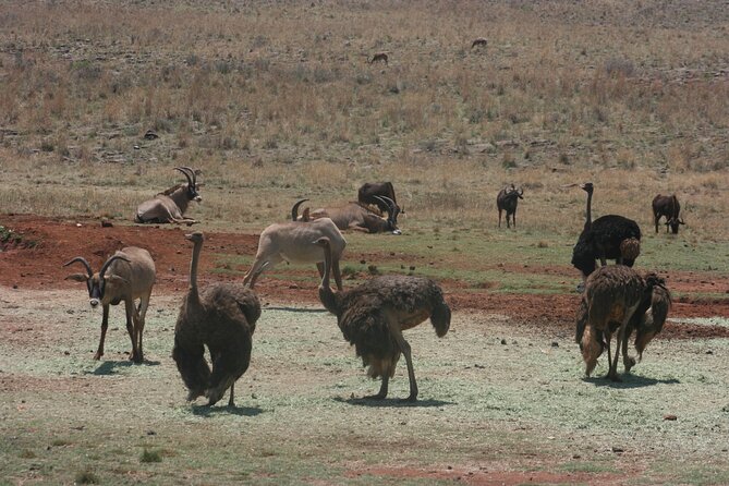 Rhino and Lion Park Guided Tour from Johannesburg - Why this short safari works near Pretoria