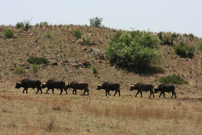 Rhino and Lion Park Guided Tour from Johannesburg - Big cats and the breeding center