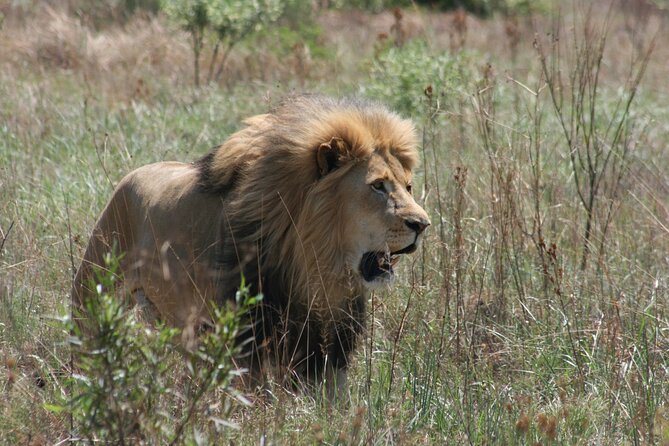 Rhino and Lion Park Guided Tour from Johannesburg - What the guide adds to the morning