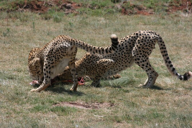 Rhino and Lion Park Guided Tour from Johannesburg - Is the $86.55 price good value?