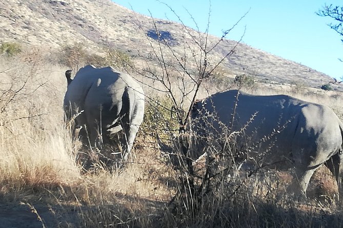 Rhino and Lion Park Half Day Safari from Johannesburg - Leaving Johannesburg for a short safari