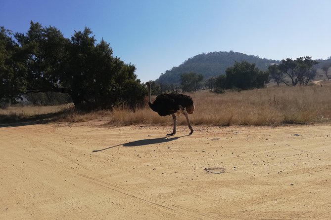 Rhino and Lion Park Half Day Safari from Johannesburg - Entering Rhino and Lion Nature Reserve