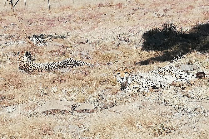 Rhino and Lion Park Half Day Safari from Johannesburg - Snacks, water, and the compact schedule