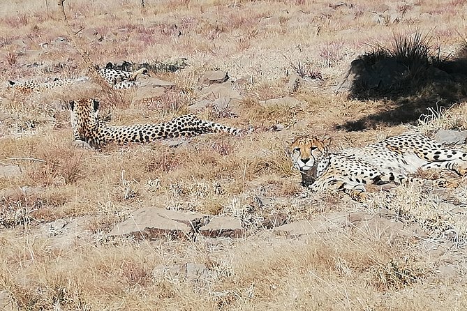 Rhino and Lion Park Half Day Safari from Johannesburg - Transport from Johannesburg and the value of $173.44