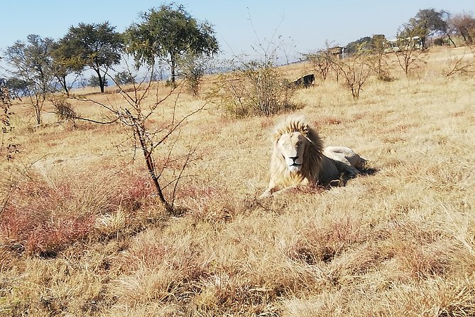 Rhino and Lion Park Half Day Safari from Johannesburg - The important issue of reserve changes