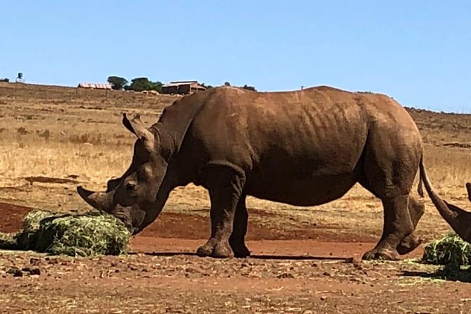 Rhino & Lion Nature Reserve - Why this reserve works for a short Johannesburg stay