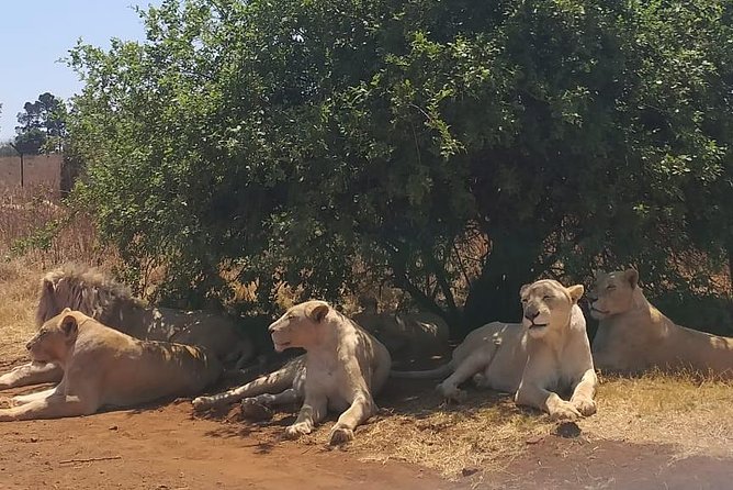 Rhino & Lion Nature Reserve - Inside the reserve: lions, rhinos, buffalo, and cheetahs