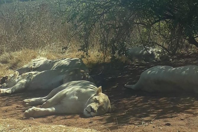 Rhino & Lion Nature Reserve - The Hippo Walk and extra animal encounters