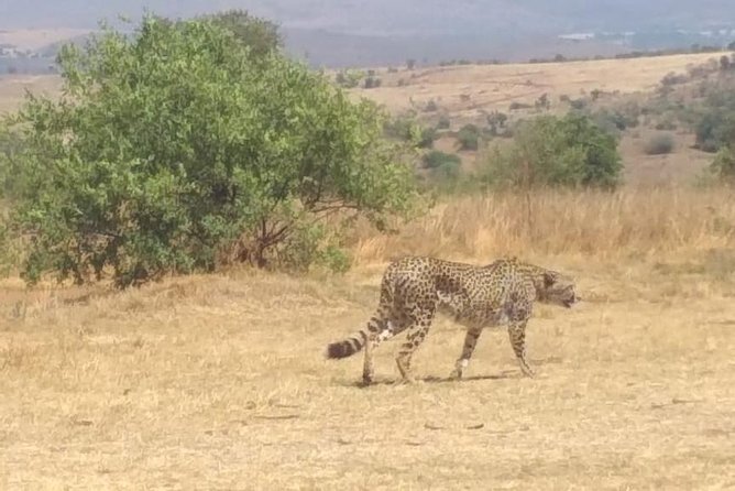 Rhino & Lion Nature Reserve - How the guides shape the experience