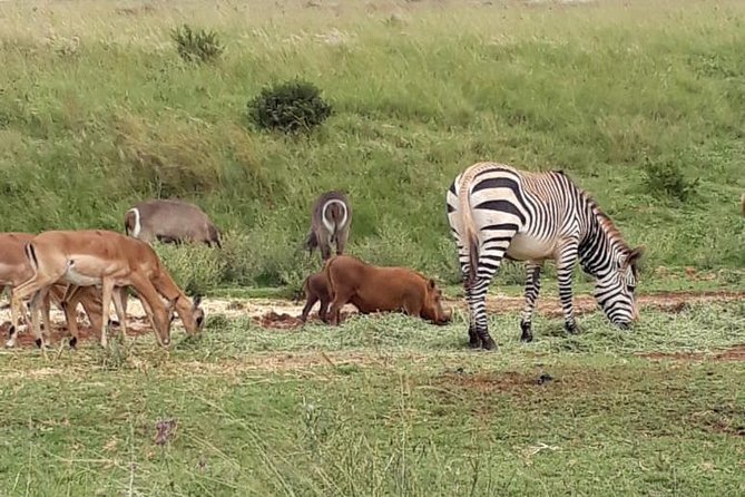 Rhino & Lion Nature Reserve - Price, inclusions, and what the day is worth