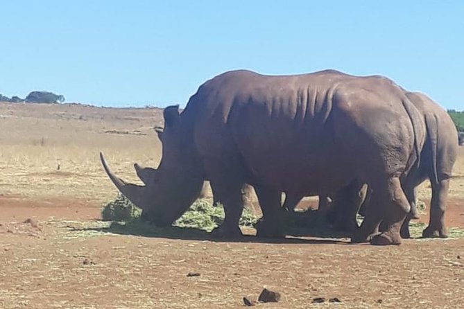 Rhino & Lion Nature Reserve - Who should book this half-day experience?