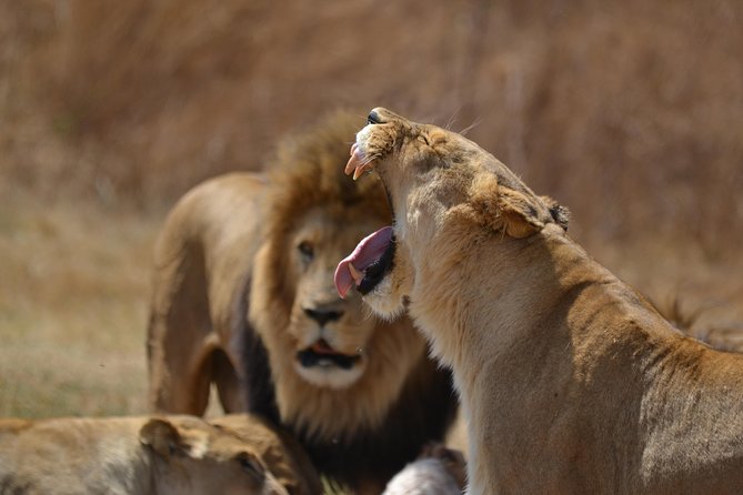Rhino & Lion Park from Johannesburg - Why this reserve makes a good Johannesburg side trip