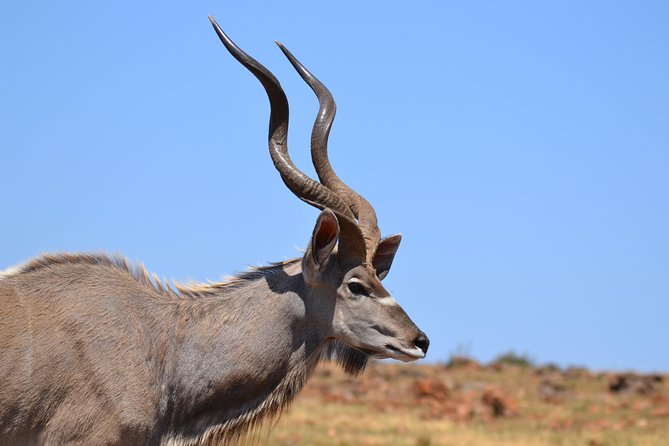 Rhino & Lion Park from Johannesburg - What the closed-vehicle game drive is like