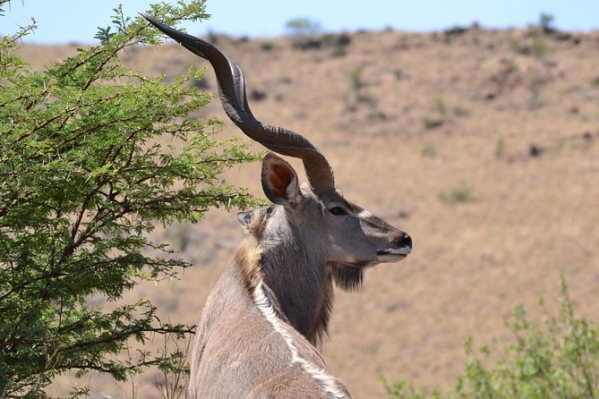 Rhino & Lion Park from Johannesburg - Your best chances for memorable animal sightings