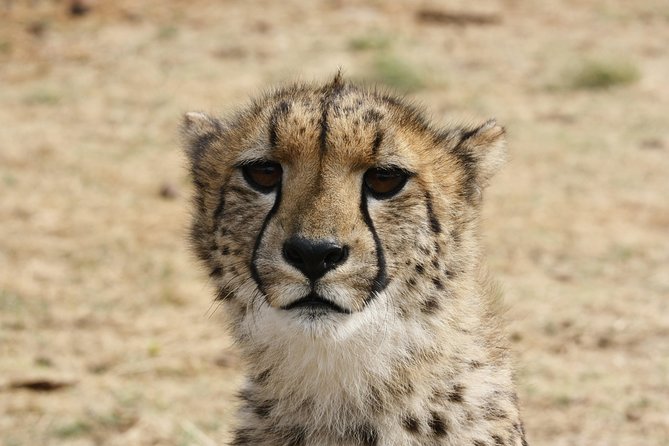 Rhino & Lion Park from Johannesburg - The Cradle of Humankind setting