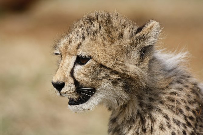 Rhino & Lion Park from Johannesburg - Is $162.92 a fair price?