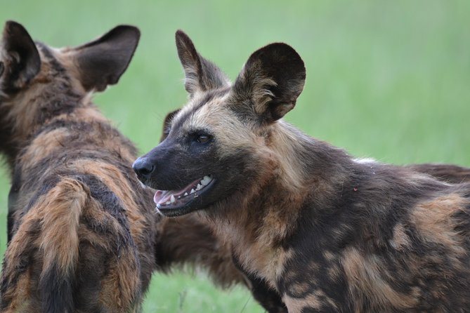 Rhino & Lion Park from Johannesburg - Who will enjoy this half-day tour?