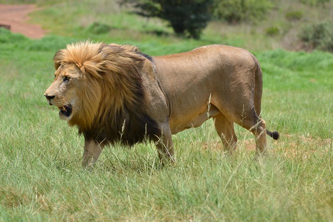 Rhino & Lion Park from Johannesburg - The drive from Johannesburg to the reserve