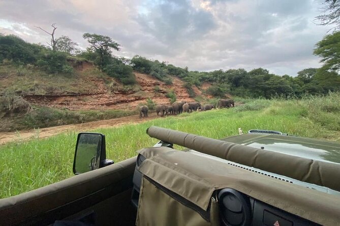 Richards Bay: Big 5 Luxury Safari at Manyoni Private Game Reserve - Why Manyoni works well for a one-day safari
