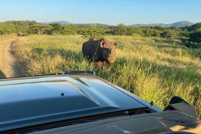 Richards Bay: Big 5 Luxury Safari at Manyoni Private Game Reserve - The 7:00 a.m. departure from Richards Bay