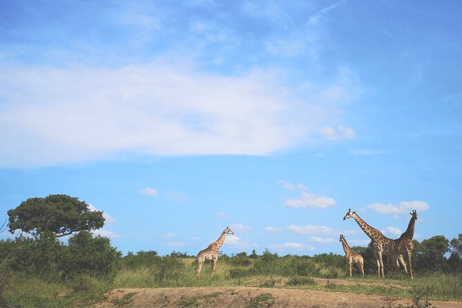 Richards Bay: Big 5 Luxury Safari at Manyoni Private Game Reserve - The afternoon drive covers different ground