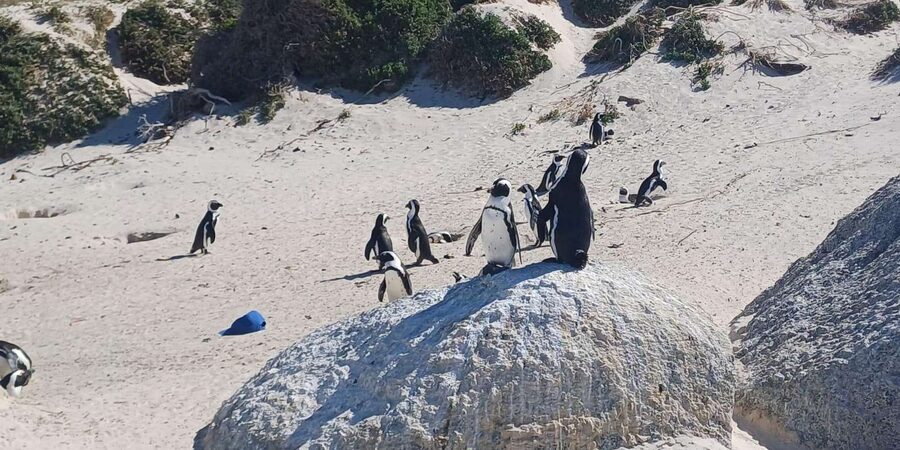 Robben island,Cape of good hope ,Penguin, Muizenberg,Bokaap - Boulders Beach and the African penguin colony