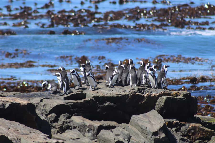 Robben Island,Table Mountain Full day Private Tour Cape Town - A quick orientation through central Cape Town