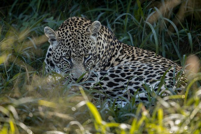 Sabie Game Reserve Sunset Safari Tour with Sundowners - Key points at a glance
