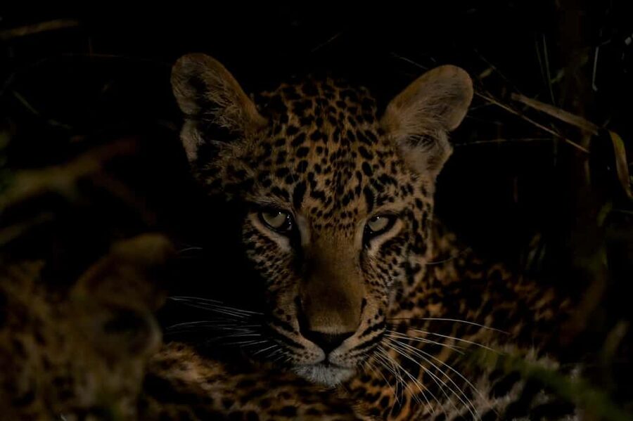 Sabie Game Reserve: Sunset Safari with Sundowners - Key points before you book