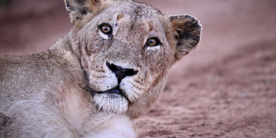 Sabie Game Reserve: Sunset Safari with Sundowners - The vehicle and weather warning