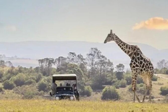 SAFARI Aquila Game Reserve - Round trip + Lunch incl. (Cape Town) - Key details before you book