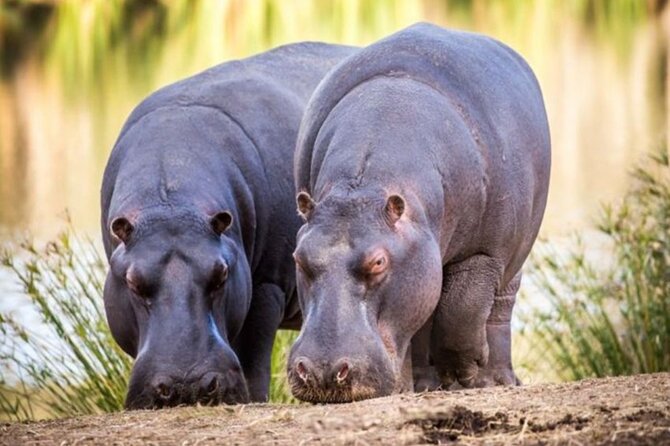 SAFARI Aquila Game Reserve - Round trip + Lunch incl. (Cape Town) - Lunch and welcome drinks at about 3:00 p.m.