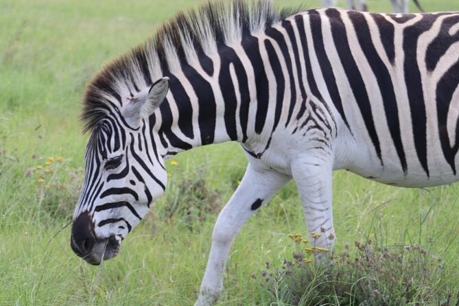 SAFARI Aquila Game Reserve - Round trip + Lunch incl. (Cape Town) - How much value do you get for $276.39?