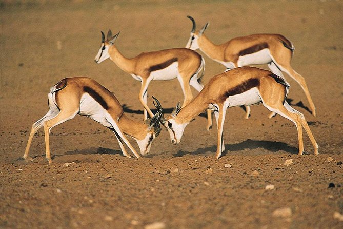 Safari Experience at Rhino & Lion Park - Key points at a glance