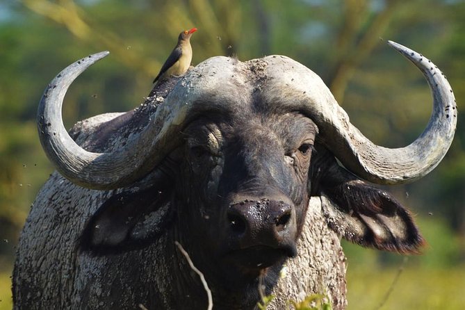 Safari Experience at Rhino & Lion Park - A Johannesburg safari without a full-day commitment