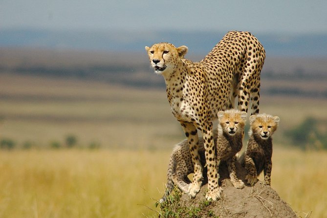 Safari Experience at Rhino & Lion Park - The four-hour reserve visit