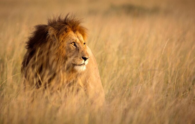 Safari Experience at Rhino & Lion Park - Pickup, timing, and the private group setup