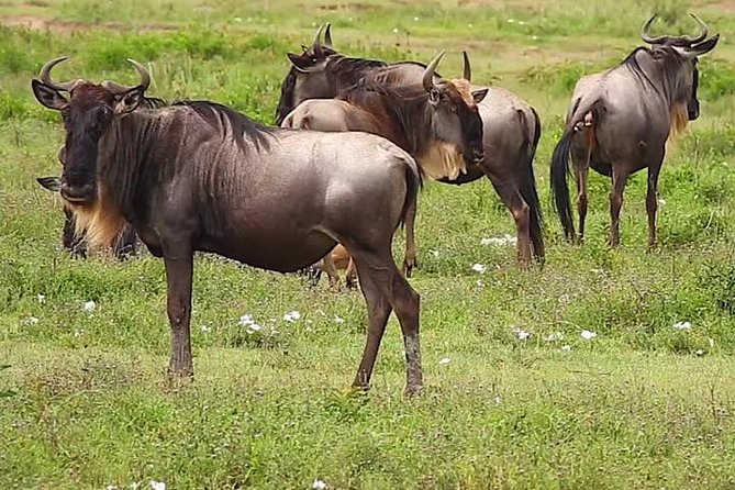 Safari Experience at Rhino & Lion Park - Is $105.40 a fair price?