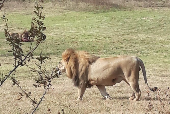 Safari Experience at Rhino & Lion Park - Who will enjoy this safari most?