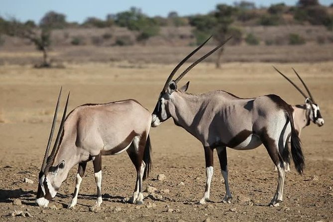 Safari Experience at Rhino & Lion Park - How to prepare for a smoother day