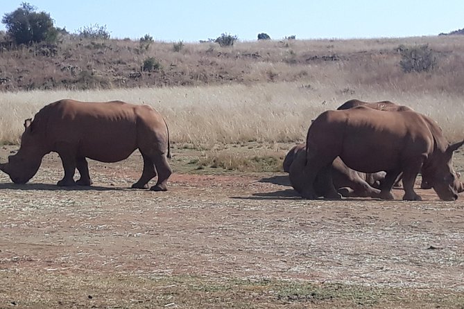 Safari Experience at Rhino & Lion Park - What you may see inside the 1200-hectare reserve