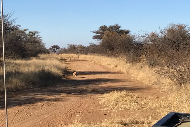 Safari Game Drive: Dinokeng Game Reserve - The hotel pickup and ride to the reserve