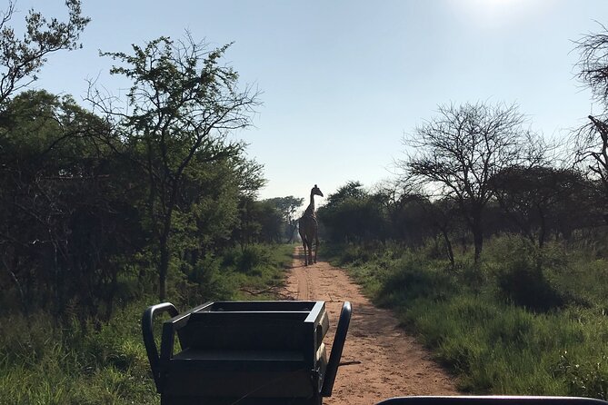 Safari Game Drive: Dinokeng Game Reserve - Choosing sunrise or sunset