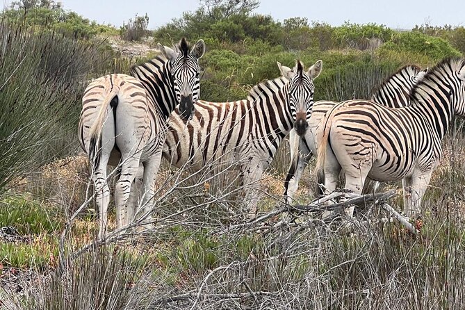 Safari Game Drive - Yzerfontein - A small safari less than an hour from Cape Town