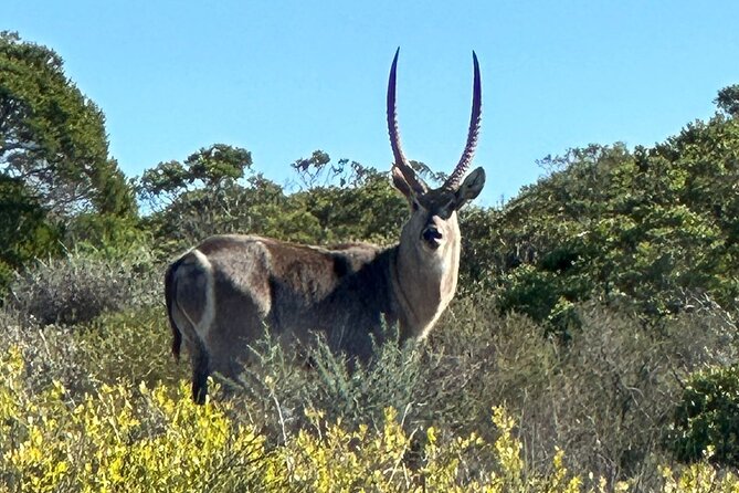 Safari Game Drive - Yzerfontein - A guide who teaches more than animal names