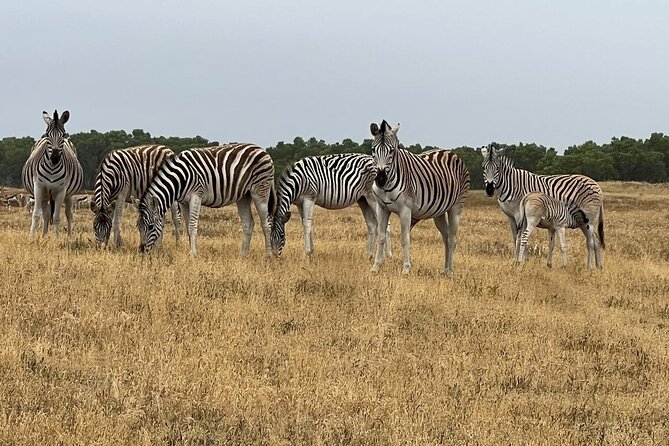 Safari Game Drive - Yzerfontein - The salt-pan refreshment stop